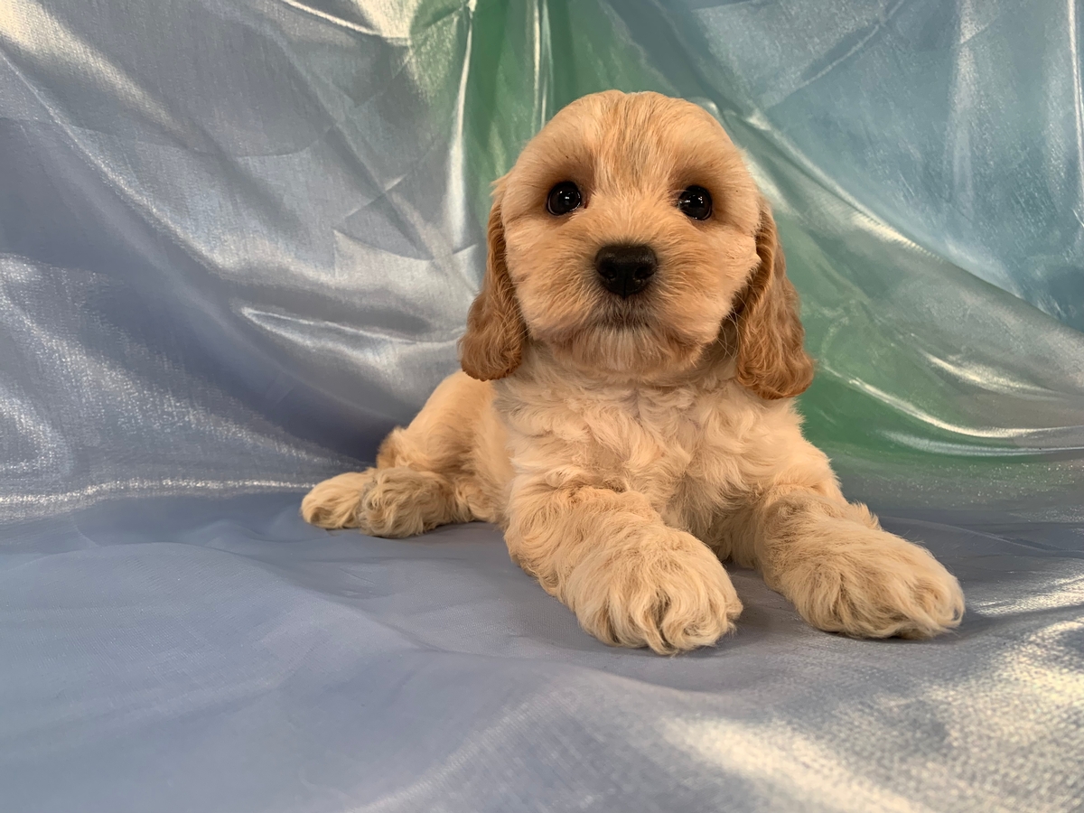 Beautiful Female Buff and White Cockapoo Puppy DOB 7-15-2021 $1200